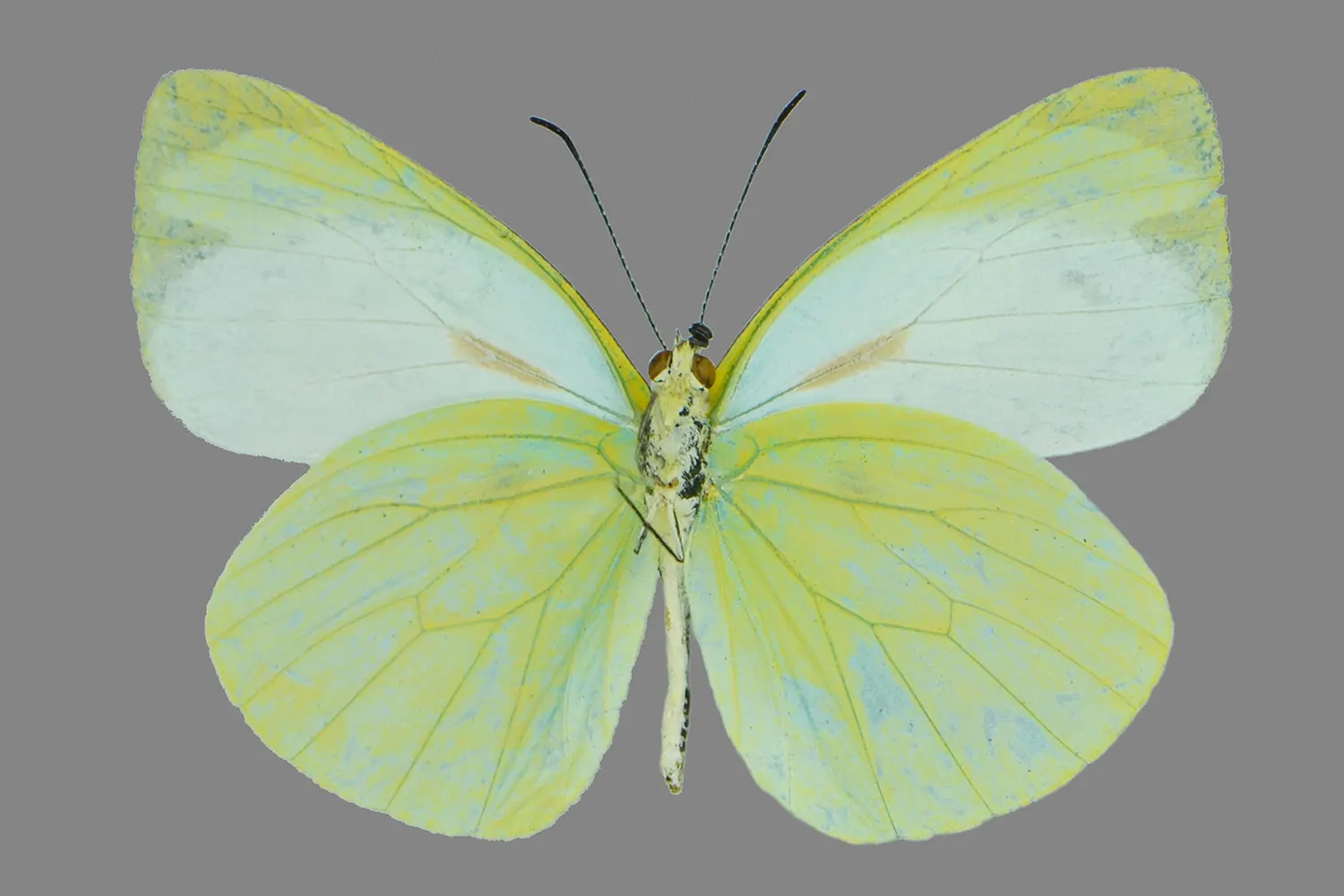 Pseudopieris viridula autana