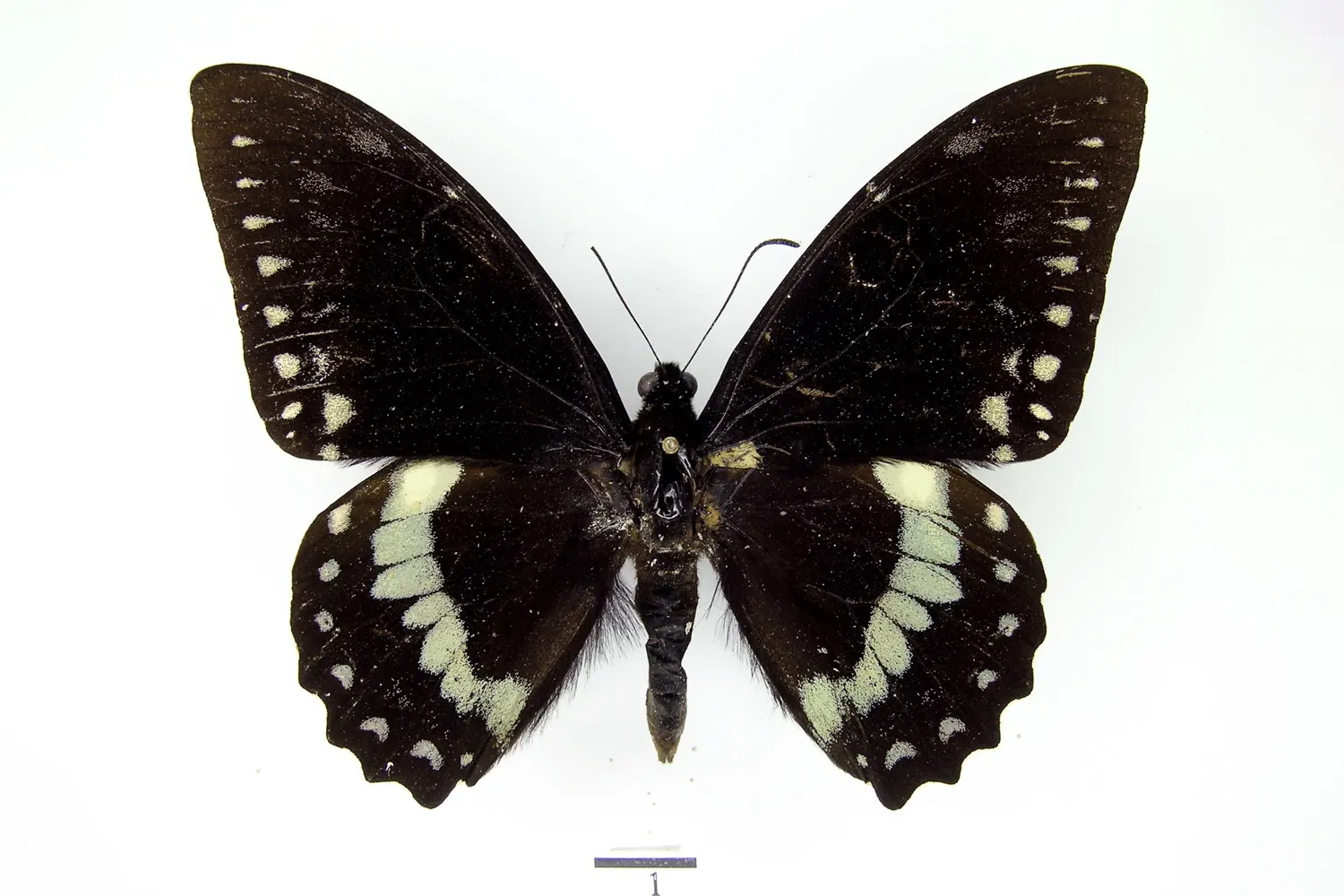 Pterourus birchallii