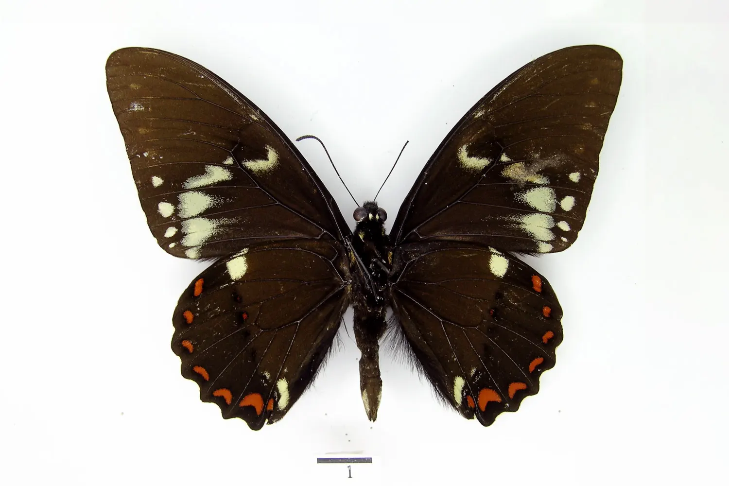 Pterourus birchallii