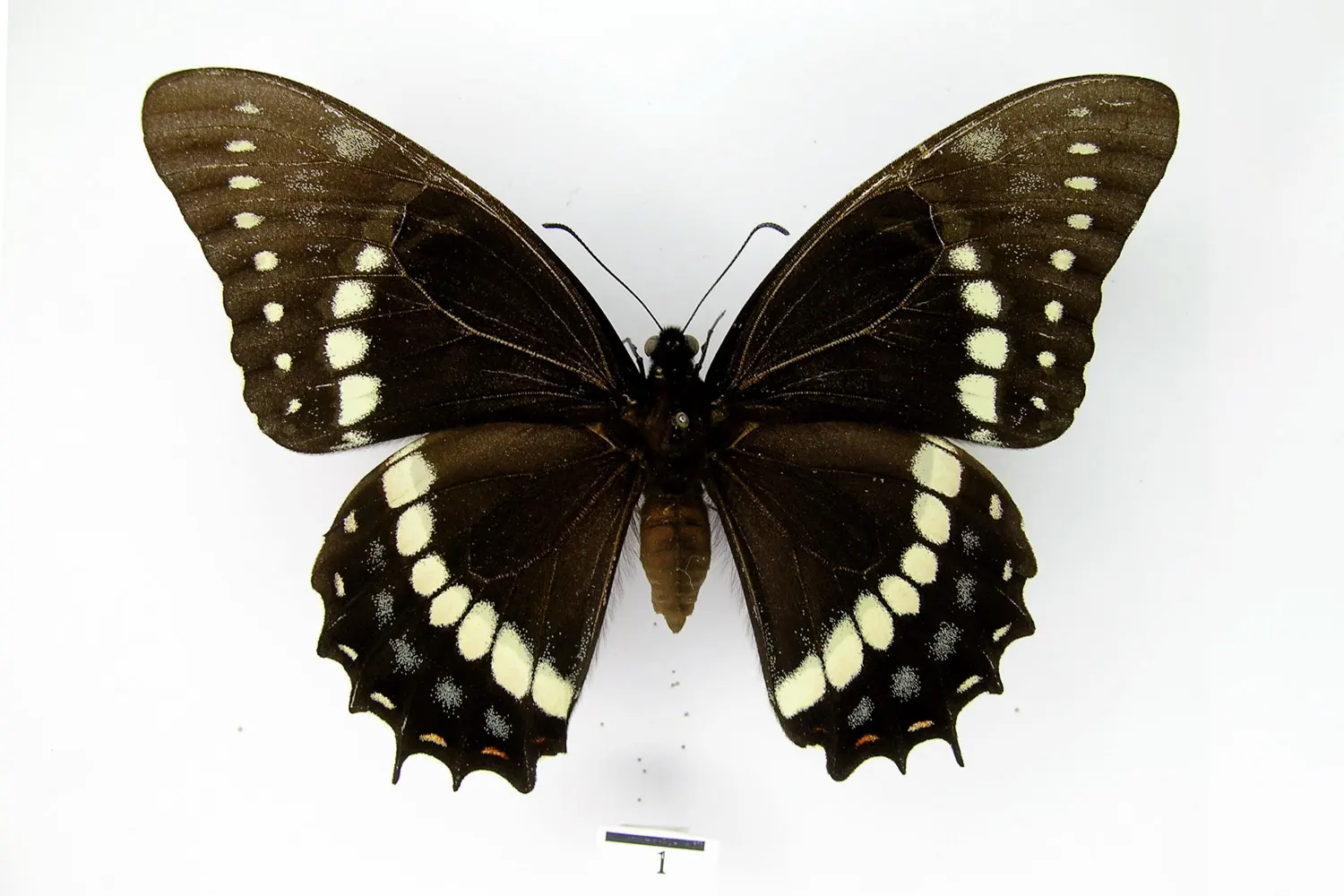 Pterourus coroebus coroebus