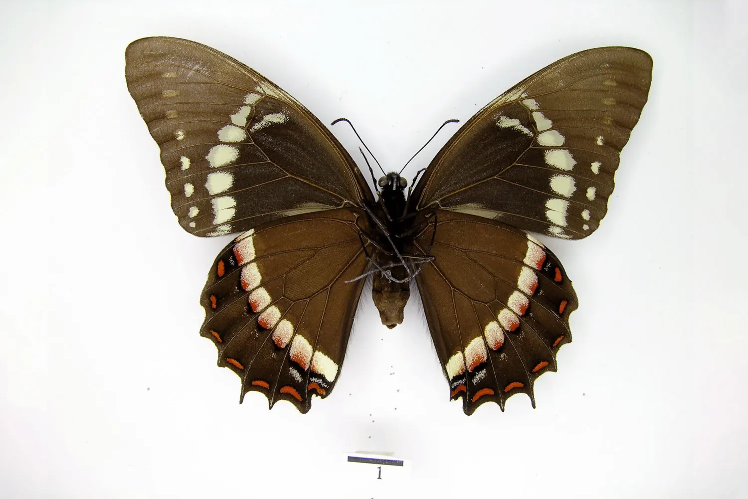 Pterourus coroebus coroebus