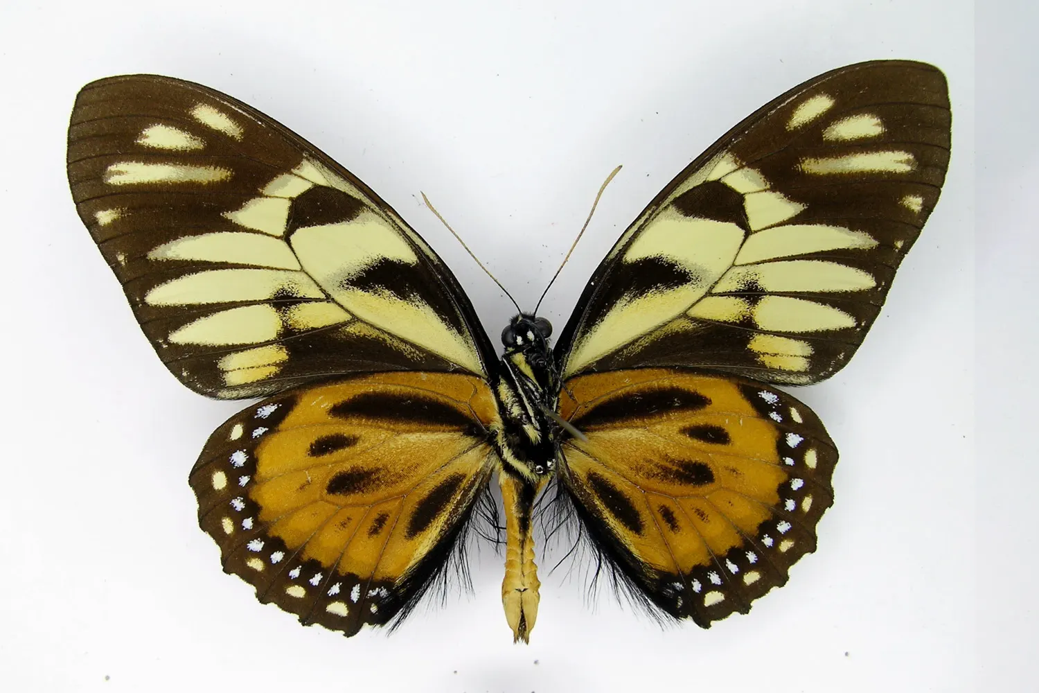 Pterourus zagreus zagreus