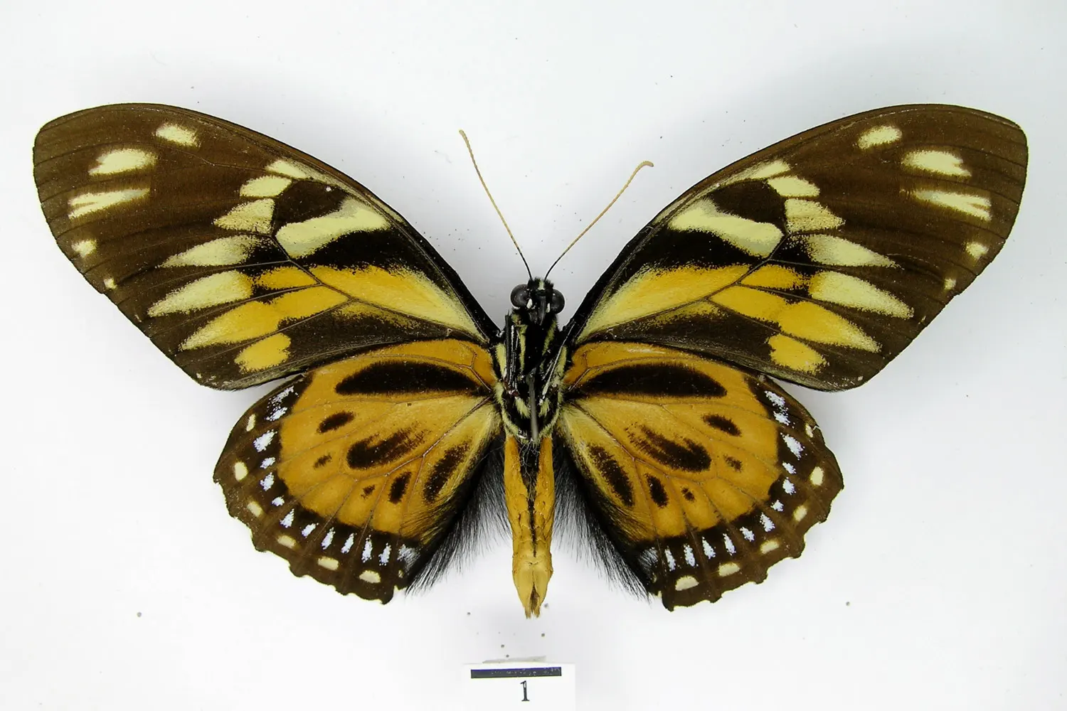 Pterourus zagreus zagreus