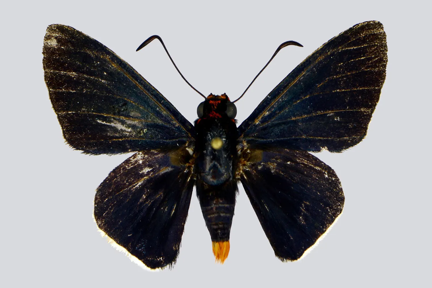 Pyrrhopyge steyermarki