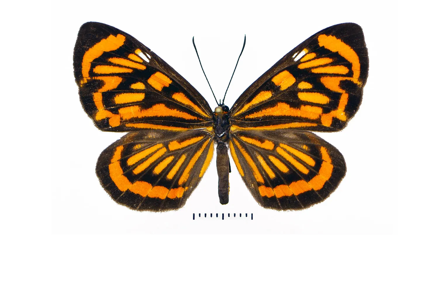 Stalachtis halloweeni miranda