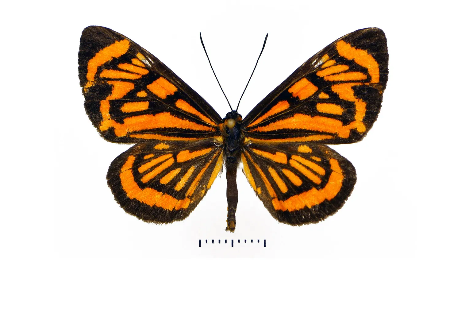 Stalachtis halloweeni miranda