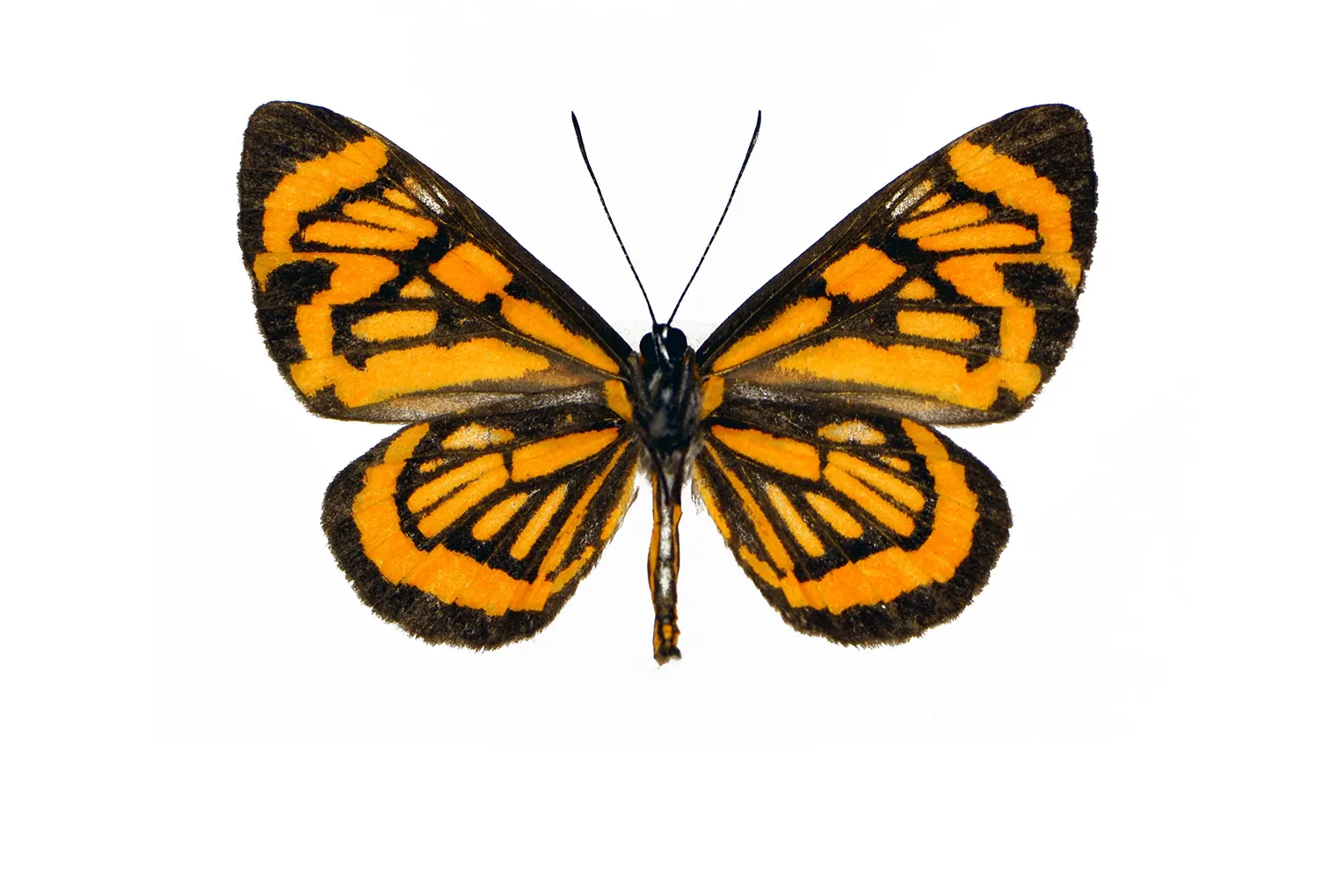 Stalachtis halloweeni miranda