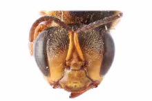 Scaptotrigona ochrotricha