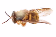 Scaptotrigona ochrotricha